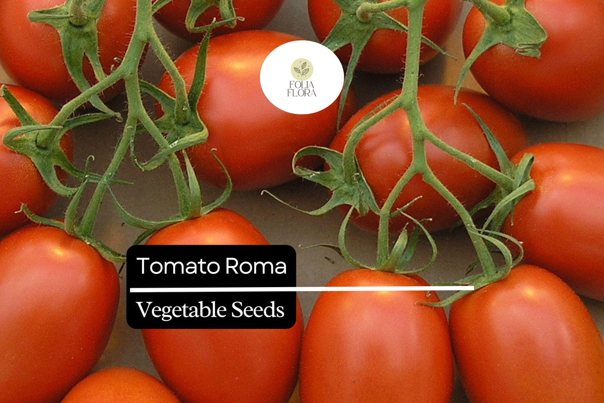 Heirloom Roma Tomato Seeds – Plum Variety for Sauces, Canning, and Cooking – Solanum lycopersicum