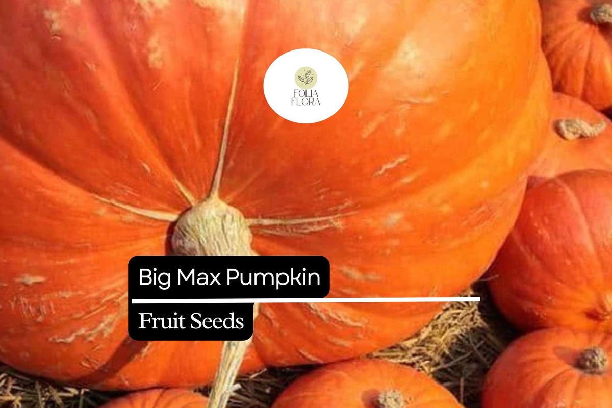 Big Max Pumpkin Seeds – Giant Orange Variety for Carving & Baking | Cucurbita maxima