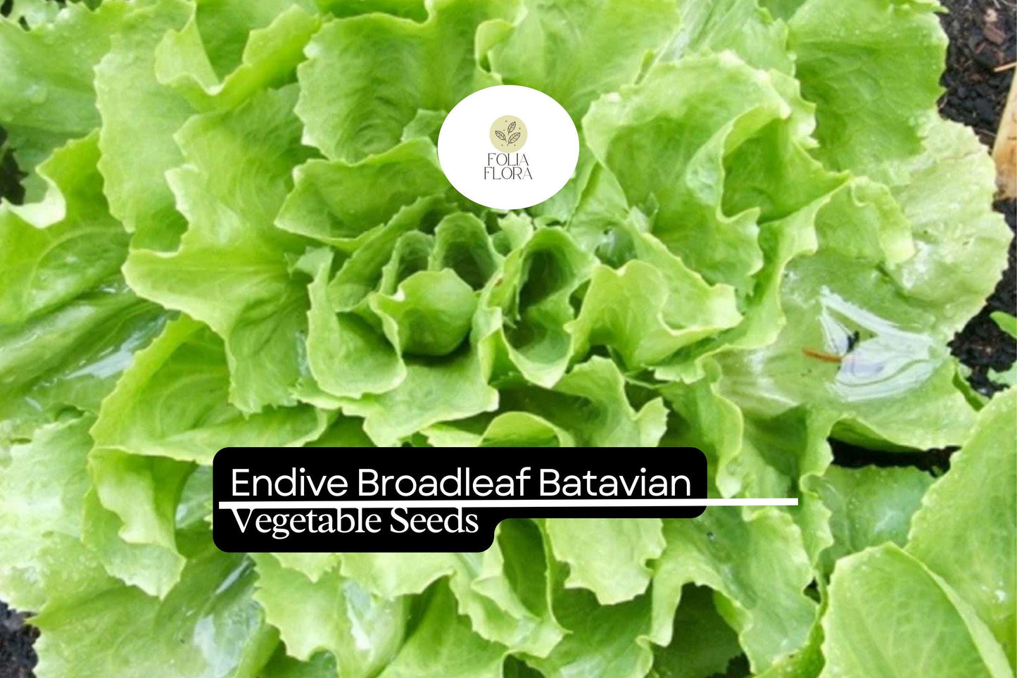Endive Seeds Broadleaf Batavian Heirloom Salad Green Cichorium endivia 1g Non-GMO, Cold-Hardy, Versatile Greens
