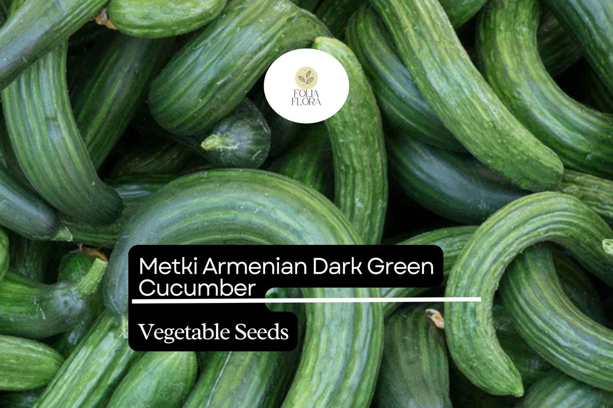 Metki Armenian Cucumber Seeds – Dark Green Heirloom Variety for Slicing, Salads, and Pickling (30 Seeds)