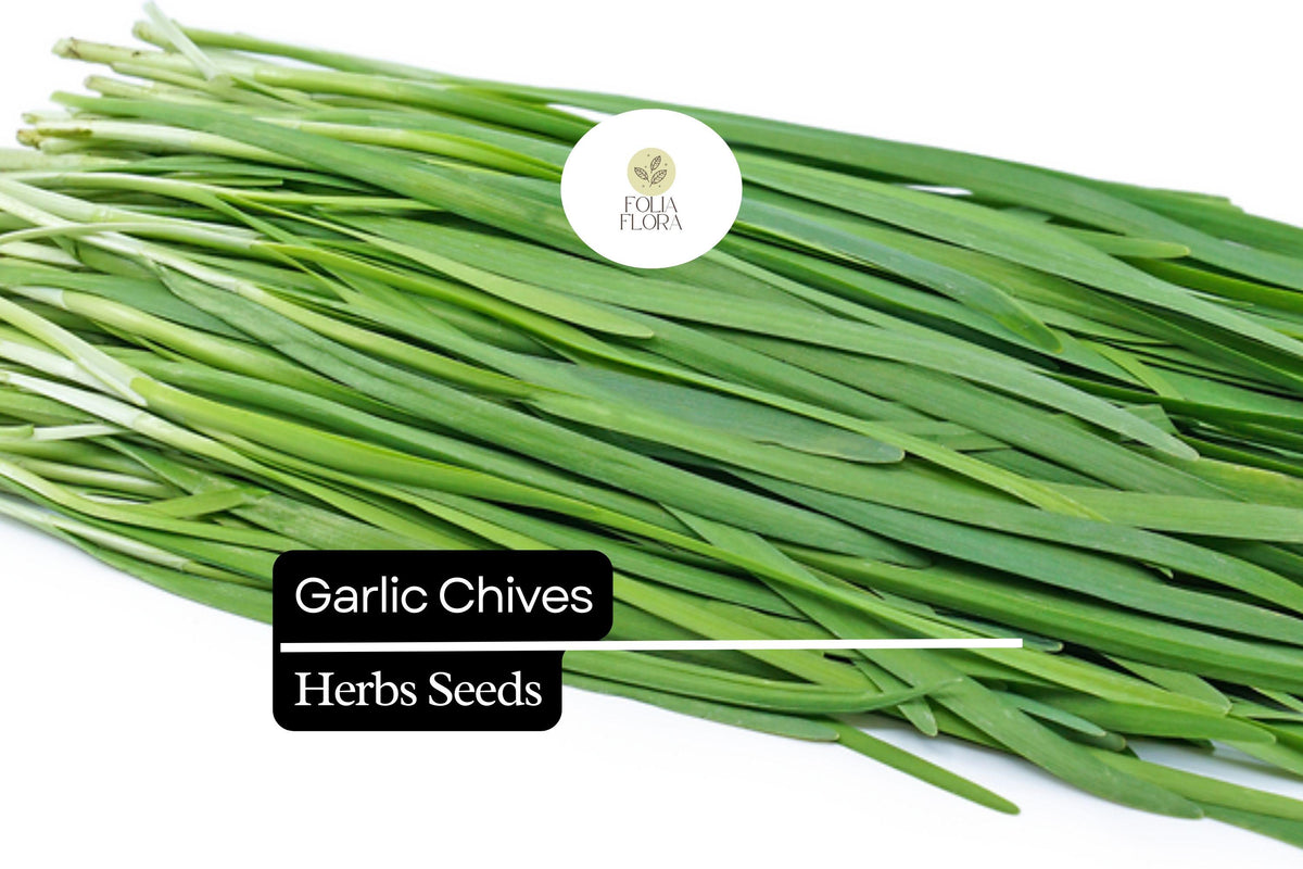 Garlic Chives Seeds | Heirloom Allium tuberosum | Pollinator-Friendly Perennial Herb for Culinary & Garden Use