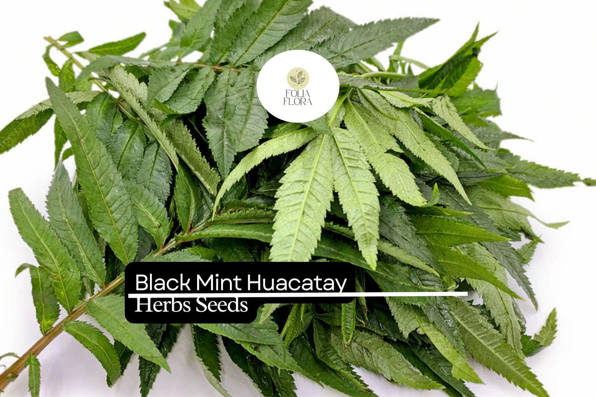 Huacatay Black Mint Seeds | Tagetes Minuta Aromatic Culinary Herb for Gardens & Containers