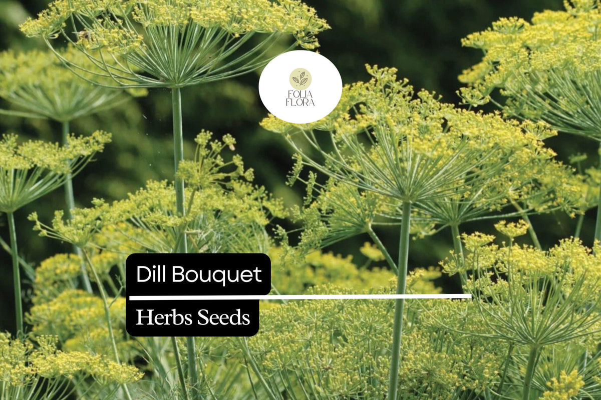 Dill Bouquet Seeds | Aromatic Culinary Herb | Anethum graveolens | 1g Packet for Herb Gardens & Container Growing
