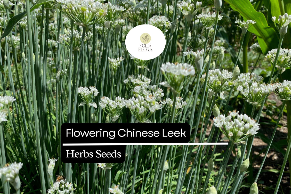 Flowering Chinese Leek Seeds | Allium tuberosum Heirloom Edible Greens & Flowers | Garlic Chives Seed Pack