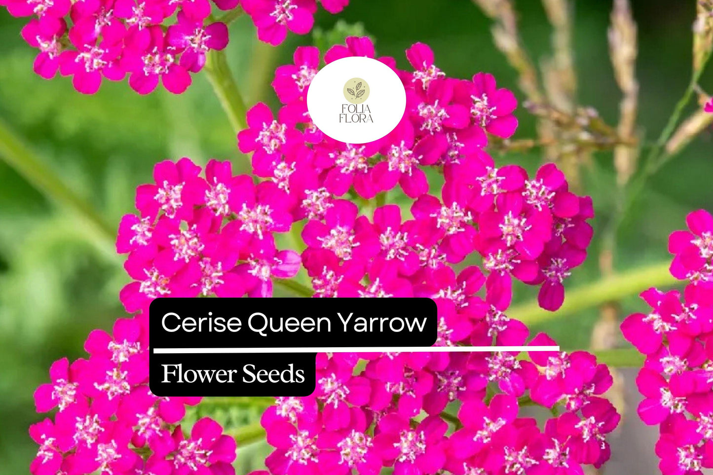 Cerise Queen Yarrow Seeds - Achillea Millefolium - Vibrant Pink Blooms for Pollinator Gardens & Drought-Tolerant Landscaping