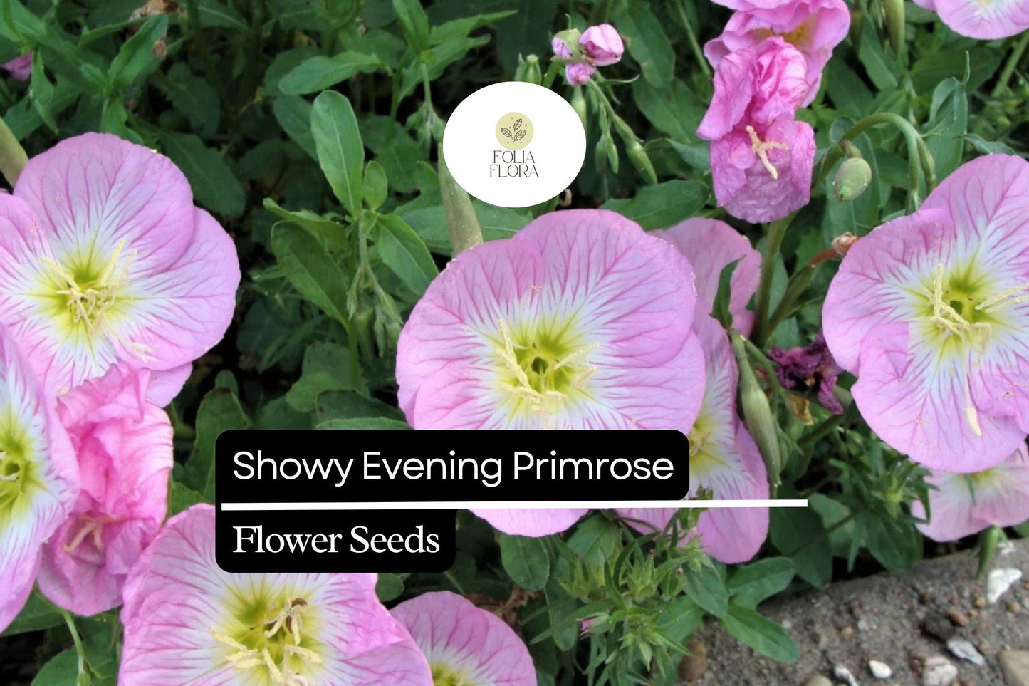 Showy Evening Primrose Plant, Pink Perennial Wildflower, Oenothera speciosa, Drought-Tolerant Ground Cover
