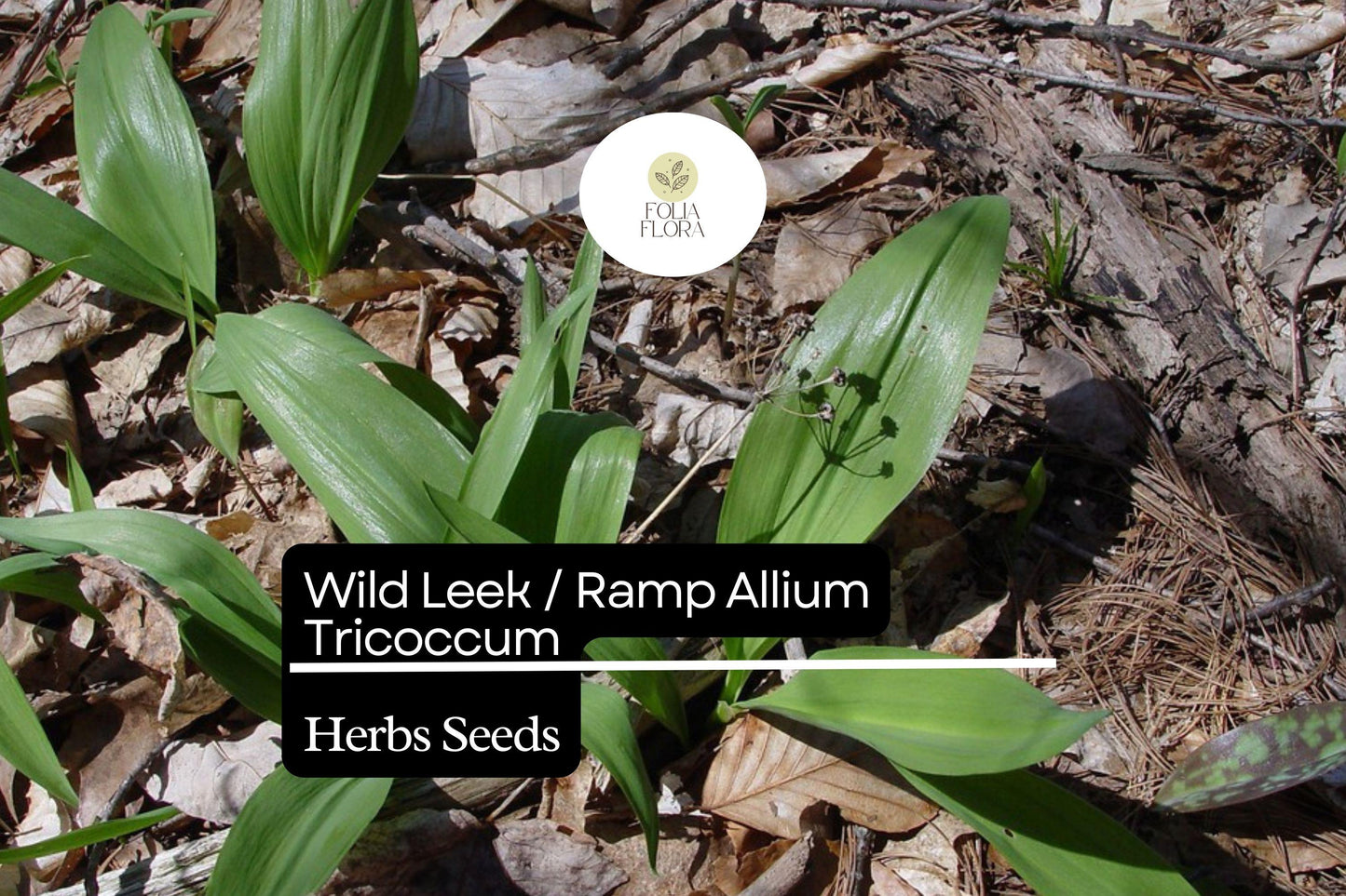 Wild Leek Seeds, Heirloom Ramp, Allium tricoccum, Gourmet Onion-Garlic Flavor, Perennial Woodland Herb, 10 Seeds