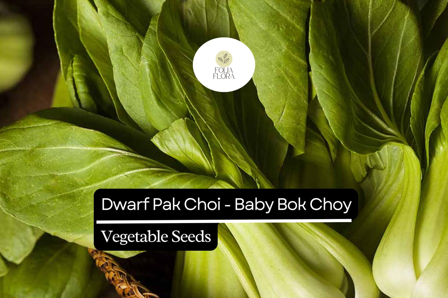 Dwarf Pak Choi Seeds, 500mg Non-GMO Heirloom Brassica rapa var. chinensis for Containers, Fast-Growing, Edible Greens