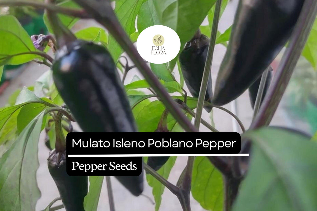 10 Seeds Mulato Isleno Poblano Pepper, Capsicum Annuum, Mild Chili Pepper for Mexican Cuisine, Smoky-Sweet Flavor