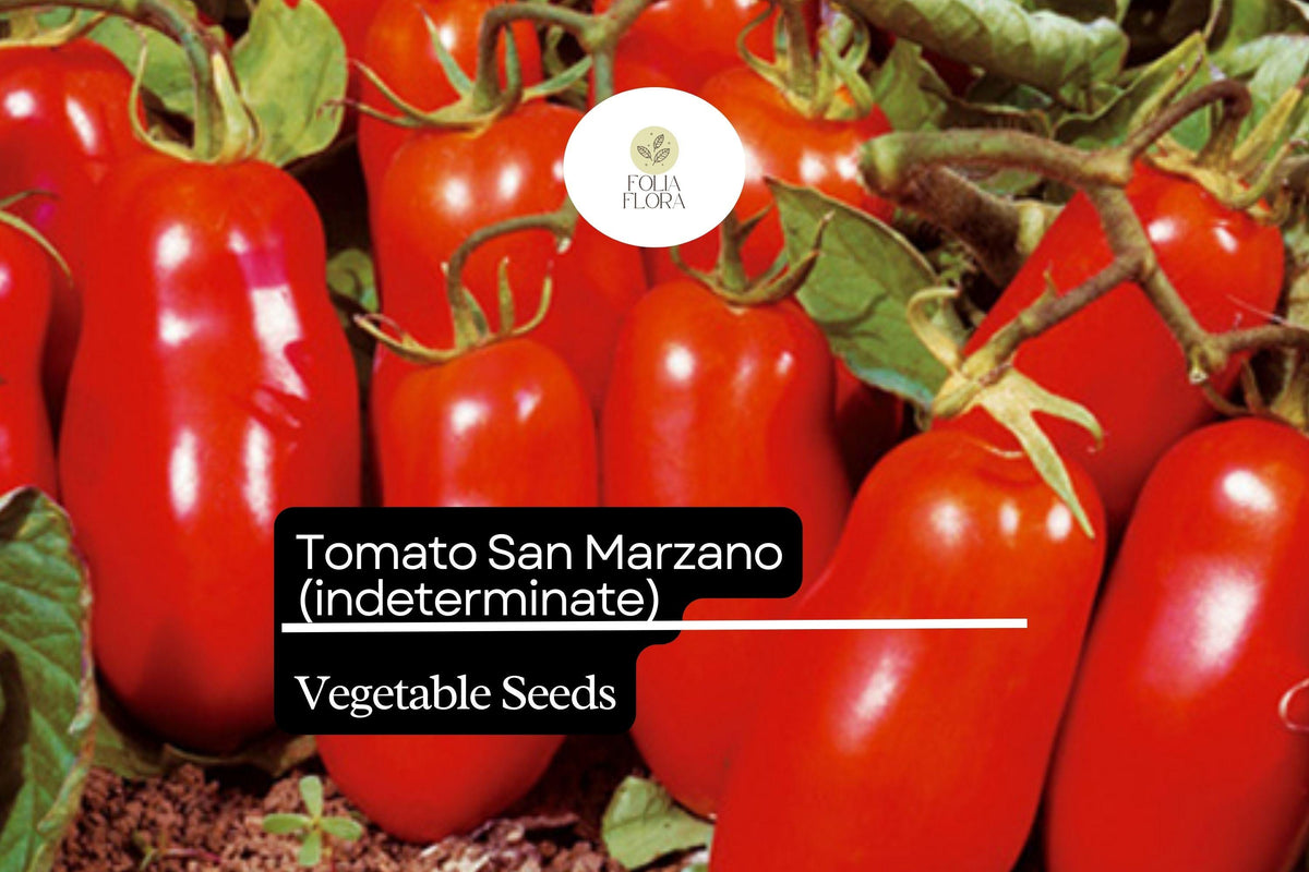 30 Seeds San Marzano Short Vine Tomato, Indeterminate Heirloom, Lycopersicon esculentum, Compact, Meaty, Low-Acidity