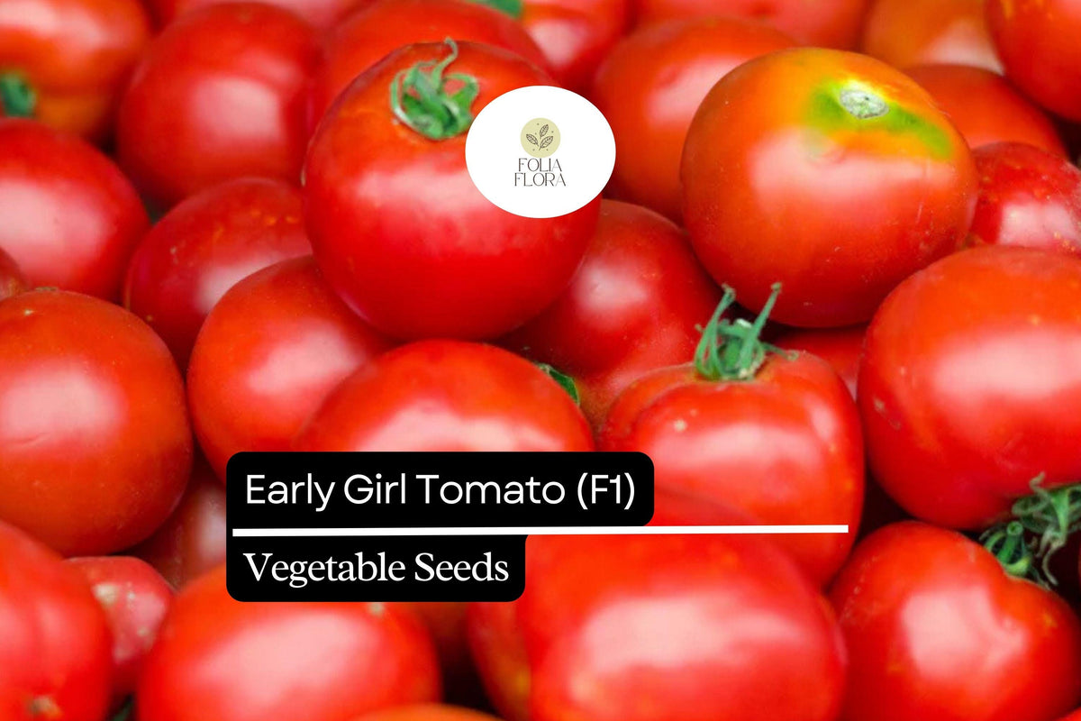 10 Seeds Early Girl Tomato F1 Hybrid – Fast-Maturing, Sweet, Juicy Red Tomato Seeds for Container Gardening and Small Spaces