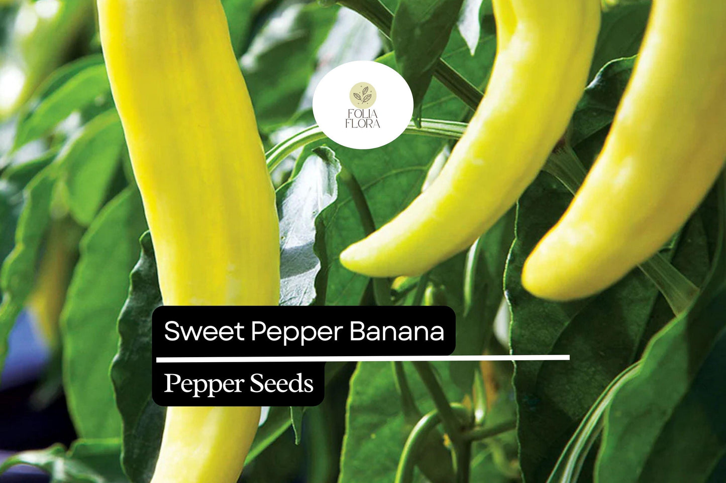 Sweet Banana Pepper Seeds | Non-GMO Capsicum Annuum for Fresh, Pickling & Salads
