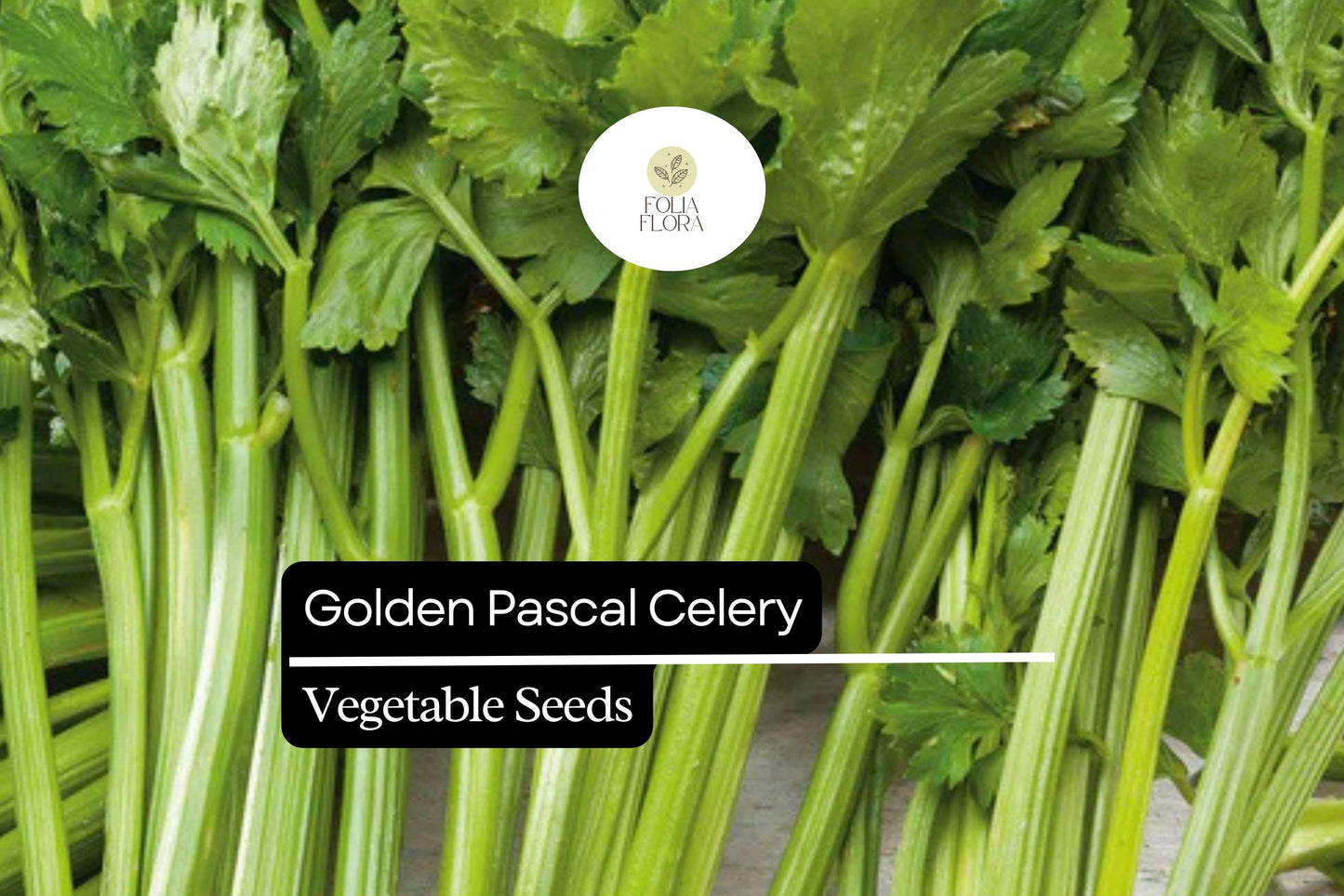 Golden Pascal Celery Seeds - Heirloom Apium graveolens with Crisp, Sweet Stalks, Golden-Yellow Color, High Yield, Easy to Blanch