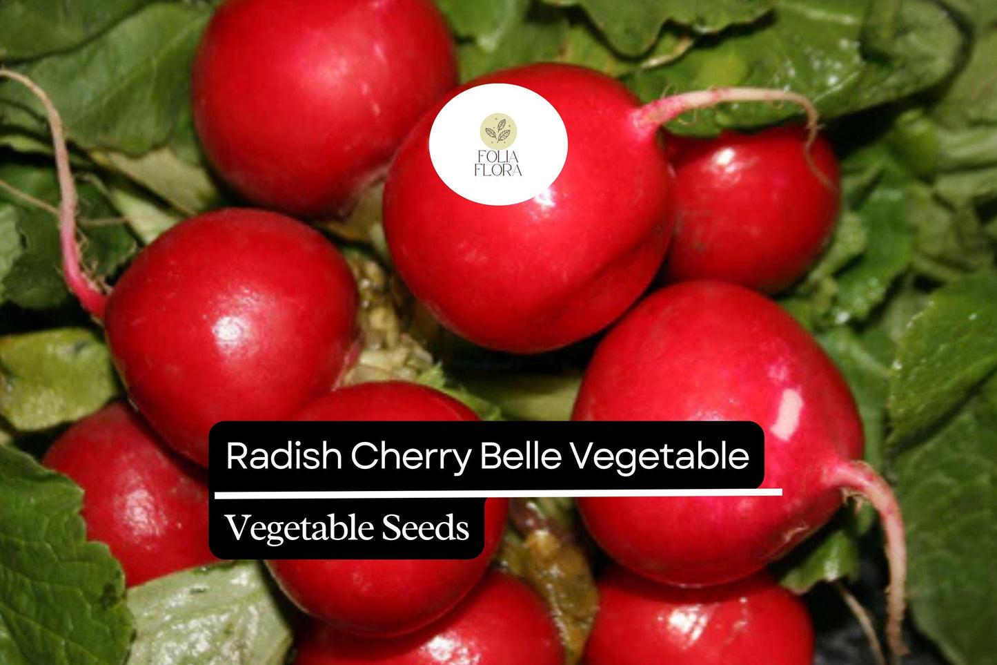 Radish Cherry Belle Seeds 1g – Heirloom, Non-GMO, Fast-Growing Raphanus sativus for Salads & Garnishes