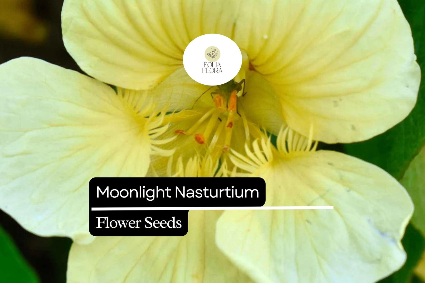 15 Seeds Moonlight Nasturtium Seeds – Edible Creamy-Yellow Flowers & Leaves, Climbing/Trellis, Tropaeolum majus