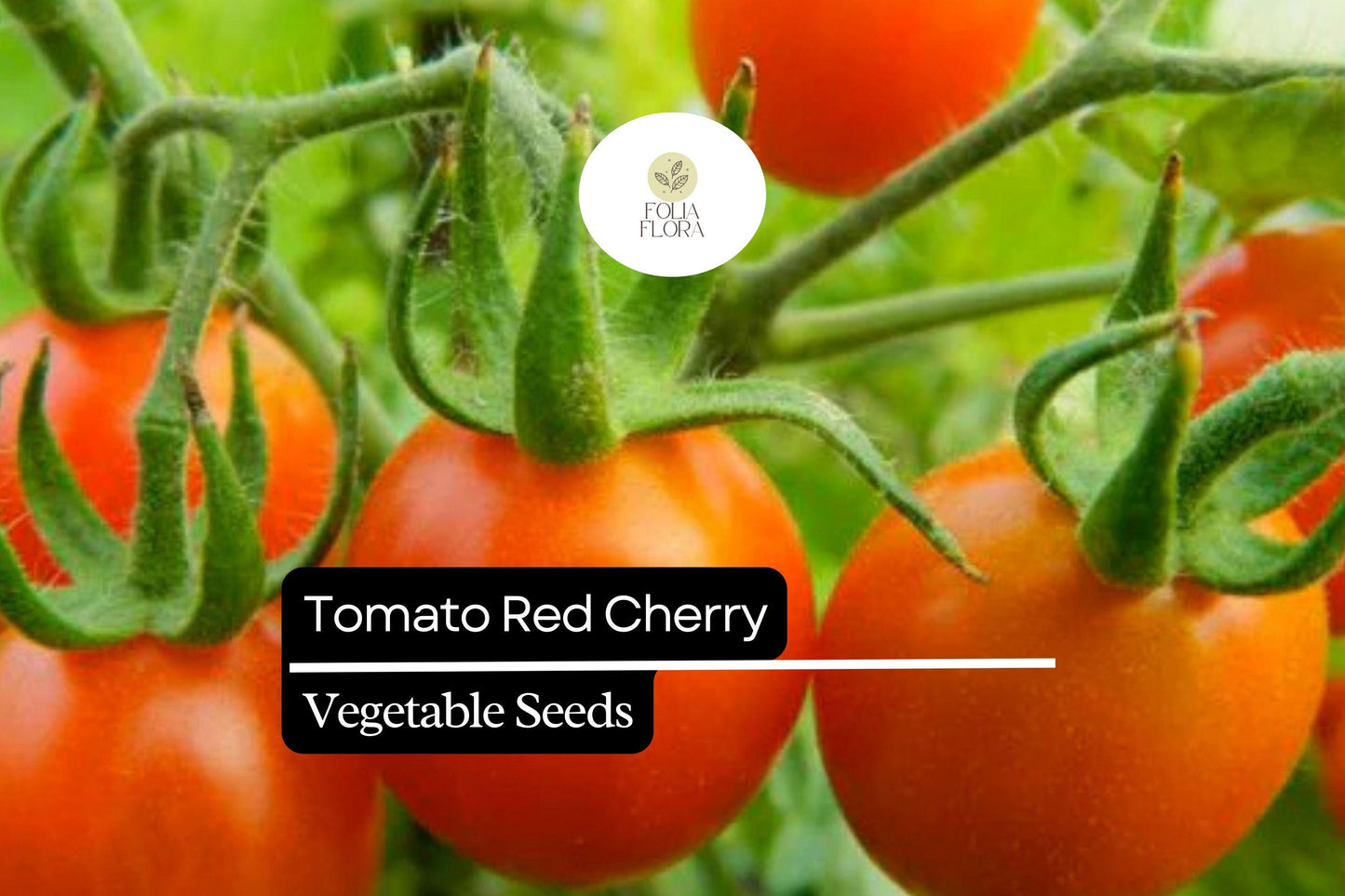 Heirloom Red Cherry Tomato Seeds 100mg | Non-GMO, Sweet Salad Fruit, Solanum lycopersicum, Indeterminate, Bright Red