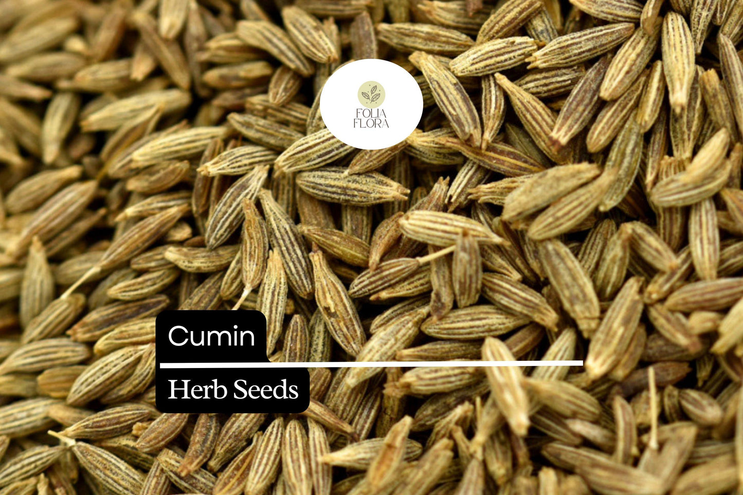 250 Seeds Cumin Herb Seeds – Aromatic Cuminum cyminum for Cooking, Spices, and Culinary Use