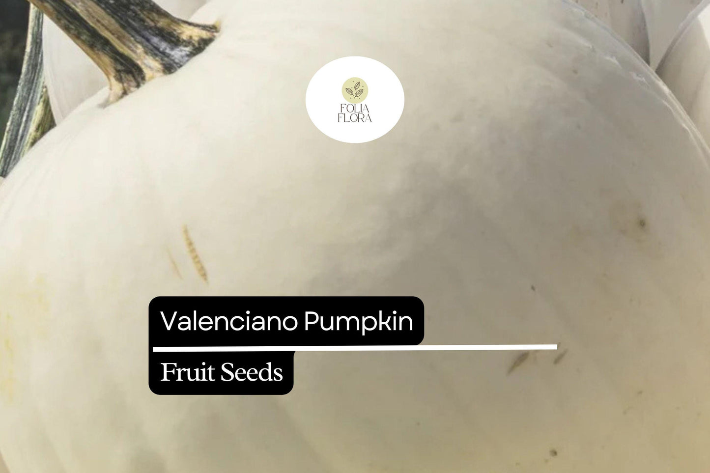 Valenciano Pumpkin Seeds – Heirloom White Pumpkin for Decoration & Cooking – Cucurbita pepo, Edible & Decorative, 5 Seeds