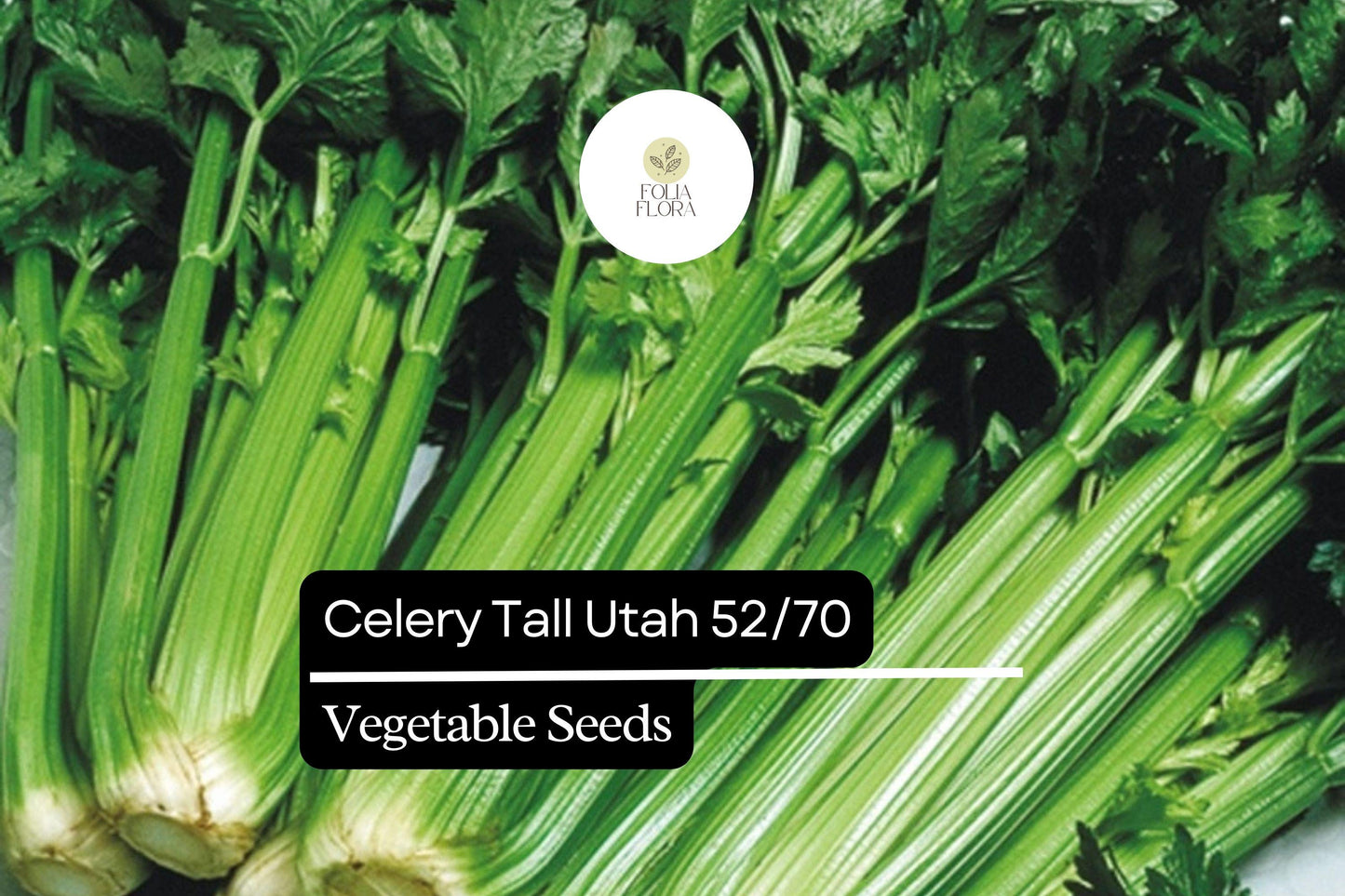 Celery Seeds Tall Utah Heirloom | Apium graveolens | Sweet & Crisp | 500 Seeds