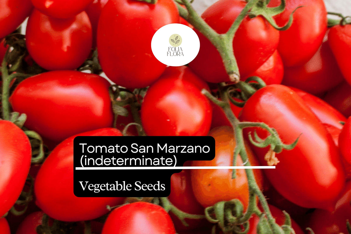 San Marzano Tomato Seeds 100mg | Heirloom, Non-GMO, Italian Cuisine, Solanum lycopersicum