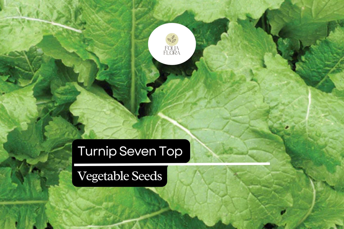 Turnip Seven Top Seeds 1g | Heirloom Leafy Greens for Salads & Cooking | Brassica rapa