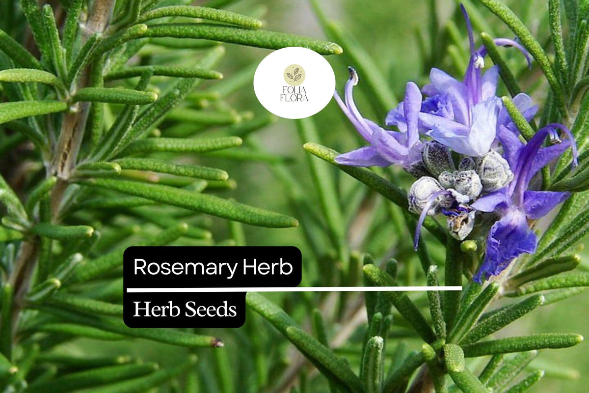 50 Seeds Rosemary Herb Seeds – Salvia rosmarinus, Aromatic, Drought-Tolerant, Culinary & Ornamental, Blue Flowers