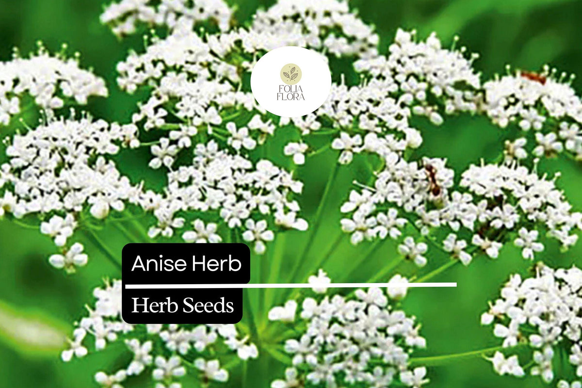 Anise Seeds 400 Pack, Pimpinella Anisum, Aromatic Culinary Herb for Garden and Cooking