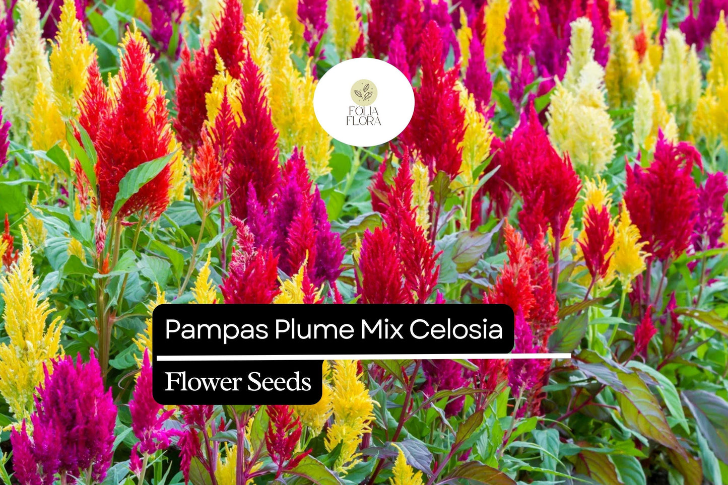Pampas Plume Mix Celosia Seeds | Colorful Feathery Plumes | Vibrant Annual for Gardens & Borders | Celosia argentea