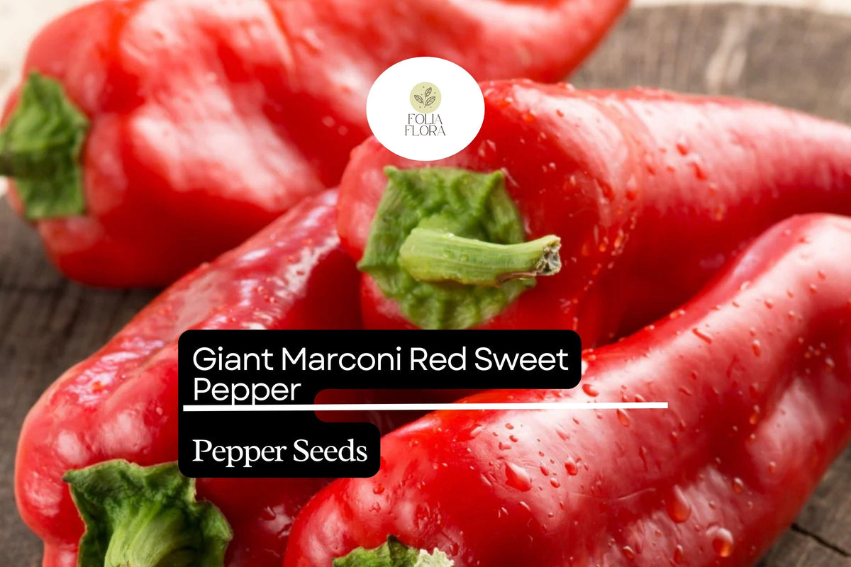 Giant Marconi Red Pepper Seeds | Sweet Smoky Flavor | High Yield Non-GMO Capsicum annuum