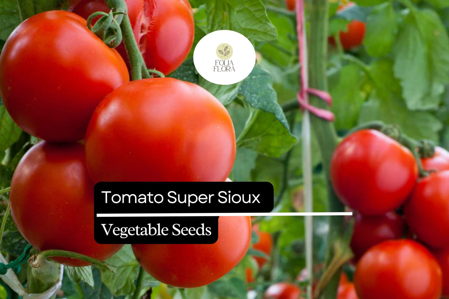 Super Sioux Tomato Seeds | Heat Tolerant Heirloom, Rich Flavor, Medium-Sized Fruits, Solanum lycopersicum