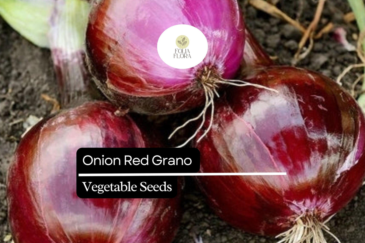 Red Grano Onion Seeds - Allium cepa, Mild Sweet Flavor, Vibrant Red Skin, Medium-Sized Bulbs, 250mg Seed Pack