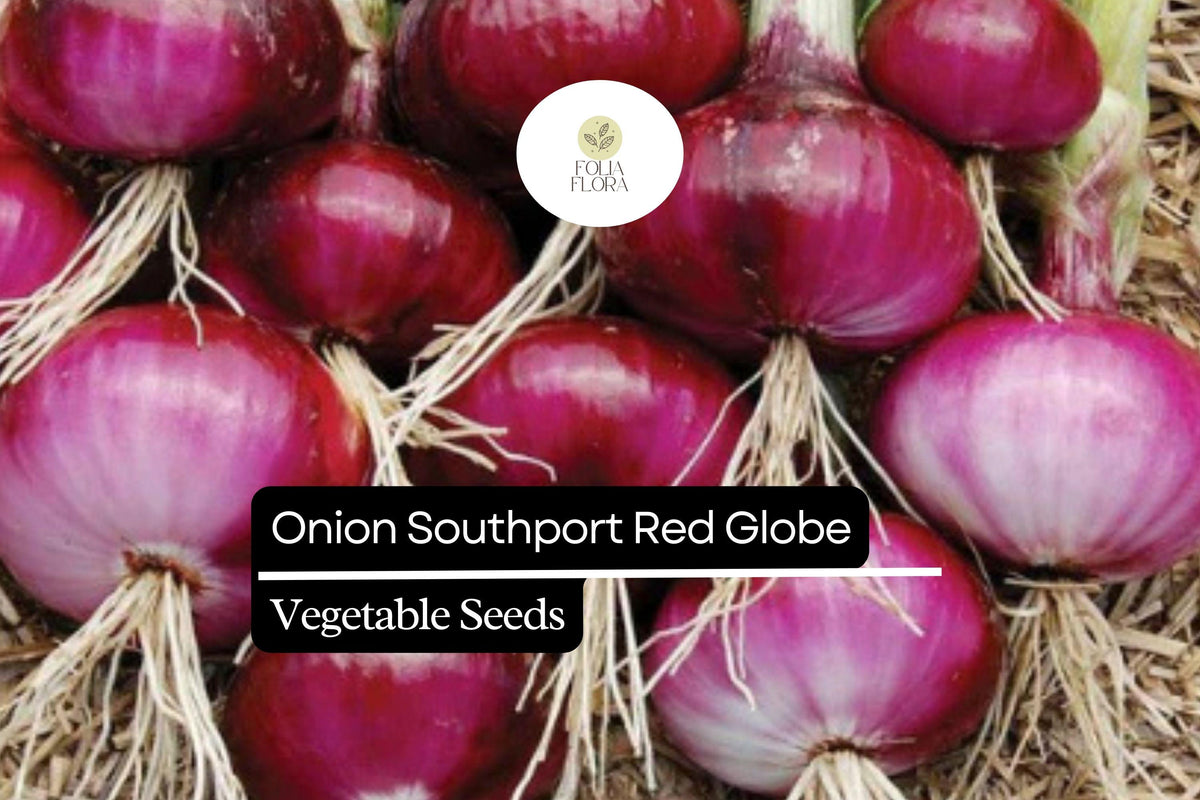 Southport Red Globe Onion Seeds | Heirloom Allium Cepa, 250mg | Vibrant Red Skin, Crisp Flavor, Globe-Shaped Bulbs