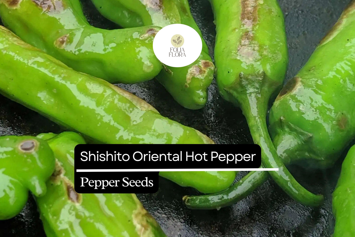 Shishito Pepper Seeds | Mild Heat, Non-GMO | Capsicum annuum | Small Green to Red Hot Peppers for Roasting & Stir-Fry