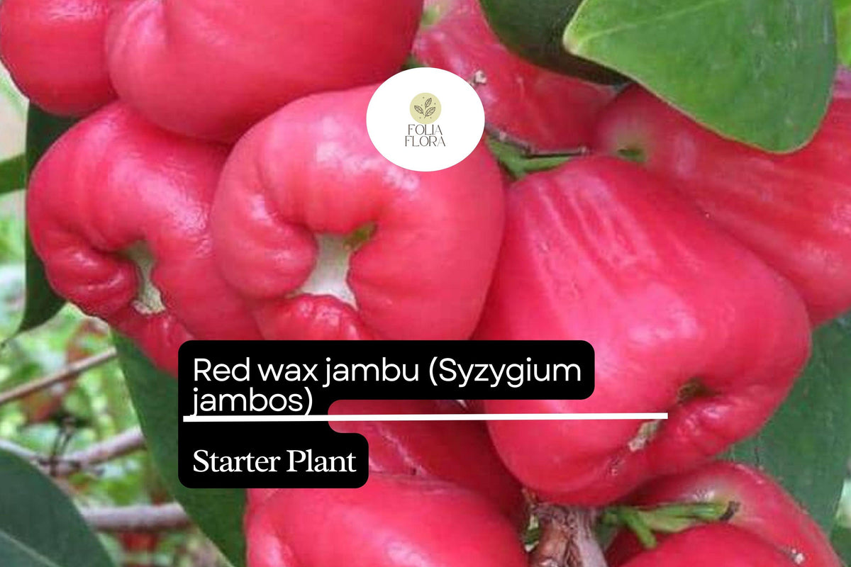 Red Wax Jambu Tree Starter Plant | Syzygium jambos | Tropical Fruit Tree | Live Plant for Garden & Container