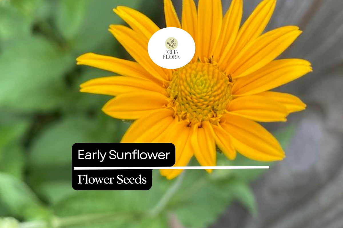 Early Sunflower Seeds, Bright Yellow Blooms, Pollinator-Friendly, Helianthus annuus, Annual Flower, 250mg