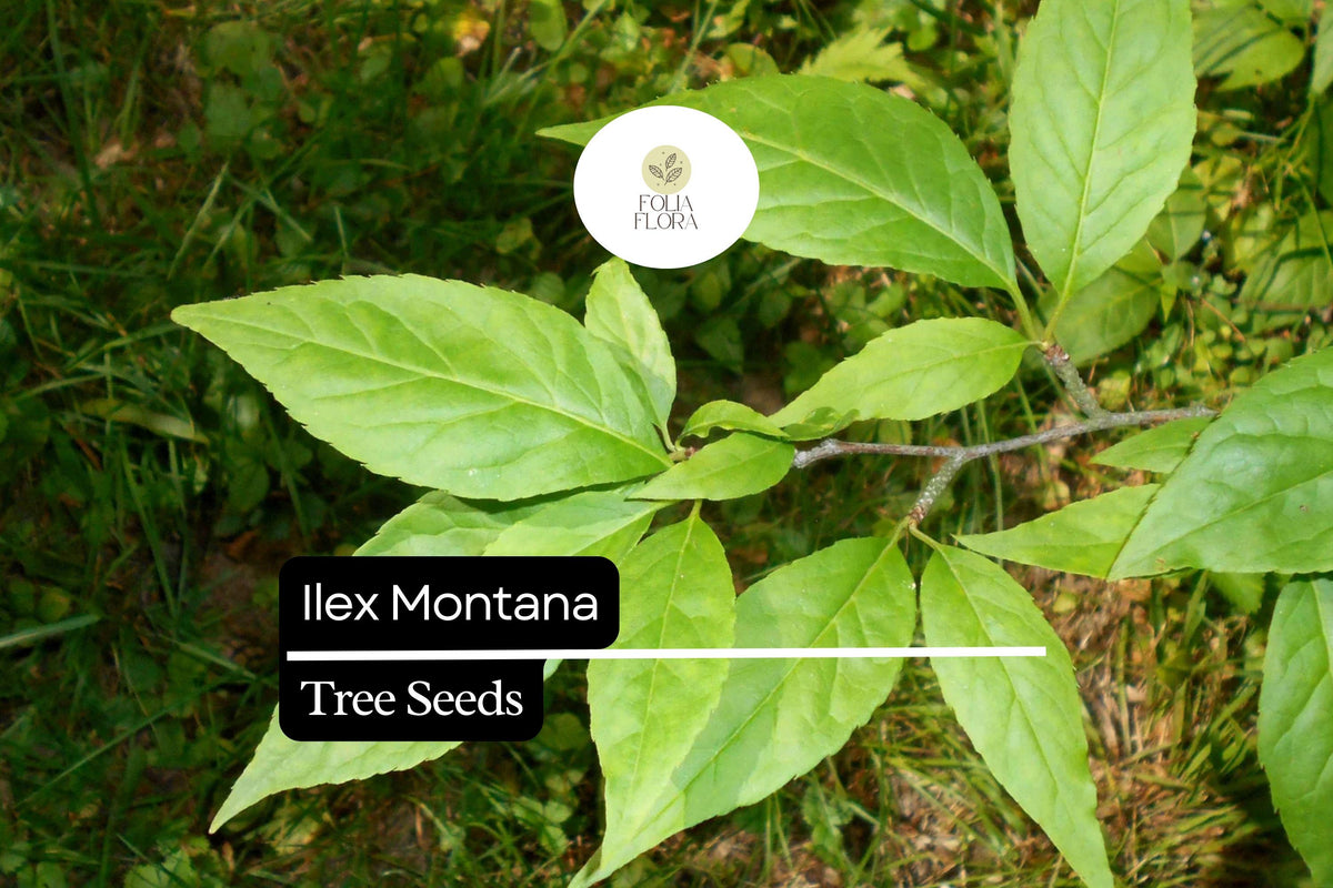 Ilex Montana Seeds – Mountain Holly Evergreen Shrub with Red Berries, Hardy, 500mg