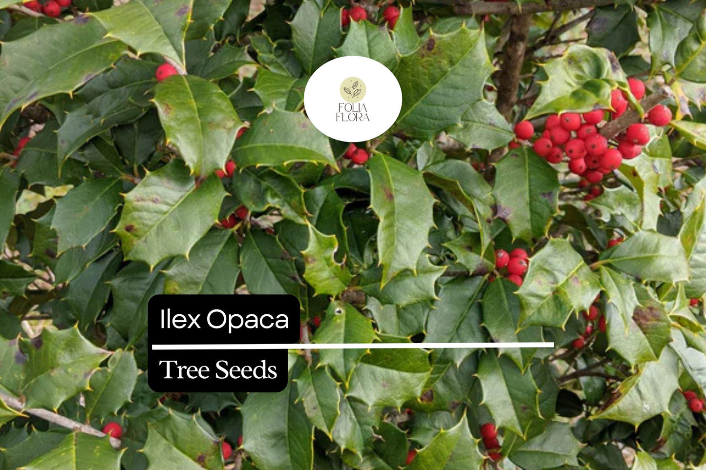 American Holly Seeds 500mg, Evergreen Tree with Red Berries, Ilex opaca, Wildlife-Friendly, Hardy, Ornamental, USDA Zones 5-9