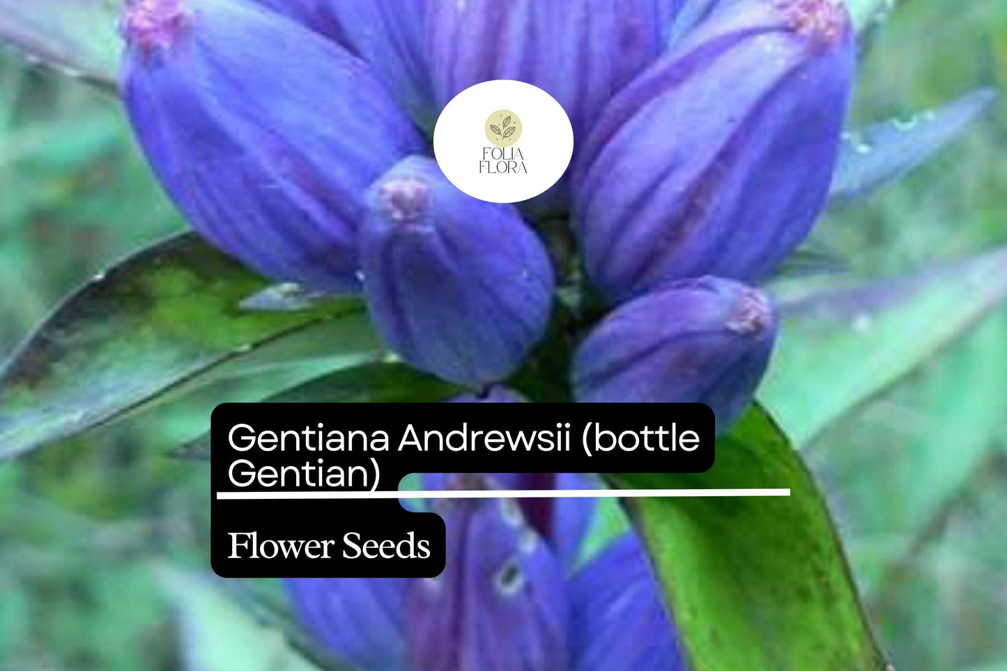 100mg Gentiana Andrewsii Seeds – Native Bottle Gentian Wildflower for Pollinator Gardens, Deep Blue Blooms, Moist Soil, Perennial Plant