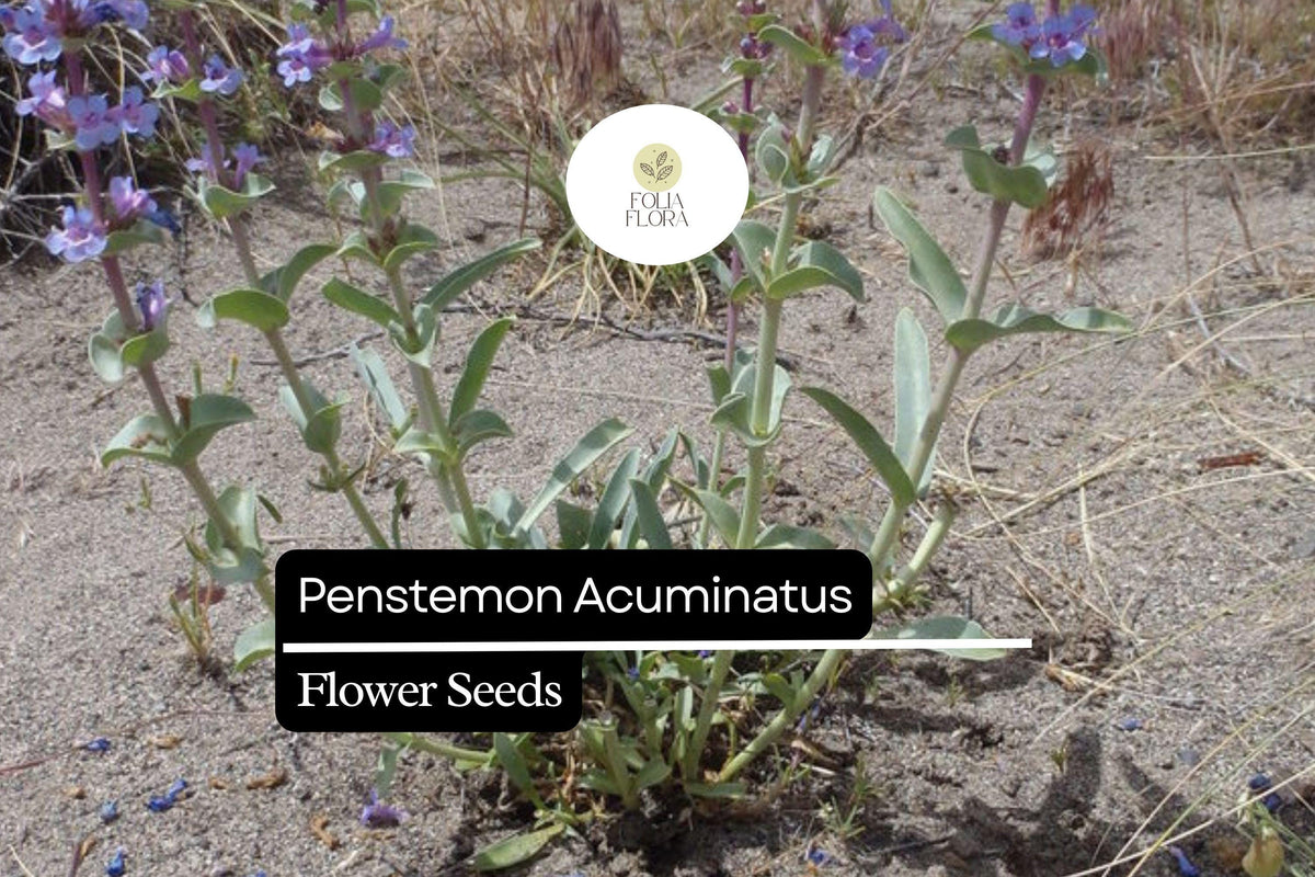 100mg Penstemon Acuminatus Seeds - Sharpleaf Penstemon, Drought-Tolerant Native Wildflower for Xeriscaping & Pollinator Gardens