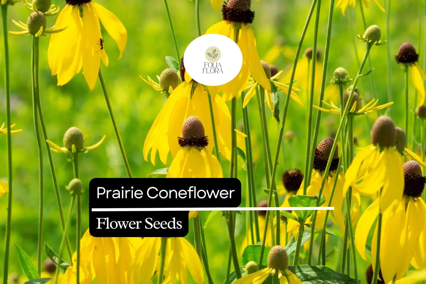 100mg Prairie Coneflower Seeds - Ratibida columnifera Wildflower for Pollinator Gardens, Drought-Tolerant Native Perennial