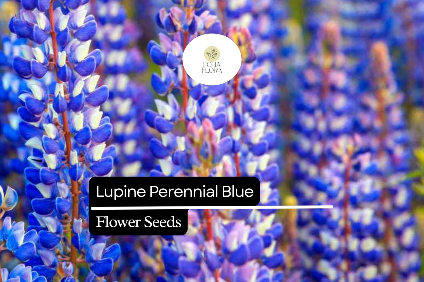 500mg Perennial Blue Lupine Seeds - Lupinus polyphyllus, Pollinator-Friendly Wildflower, Vibrant Blue Blooms, Hardy Perennial for Gardens