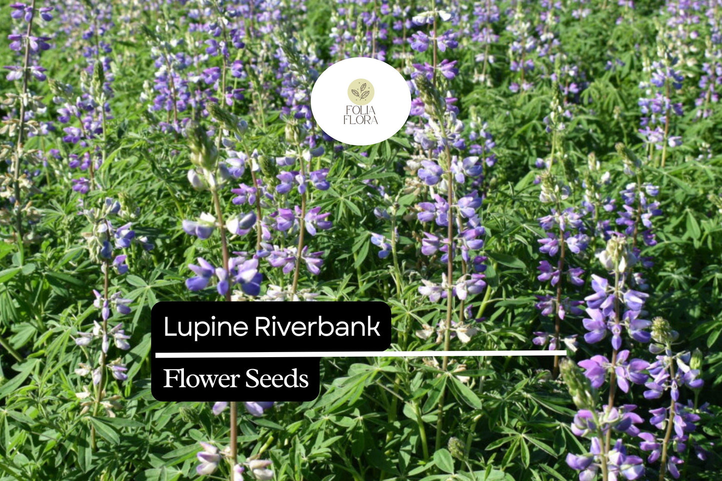 500mg Lupine Riverbank Seeds - Perennial Pollinator Flower for Wildflower Gardens - Lupinus rivularis, Blue-purple Blooms