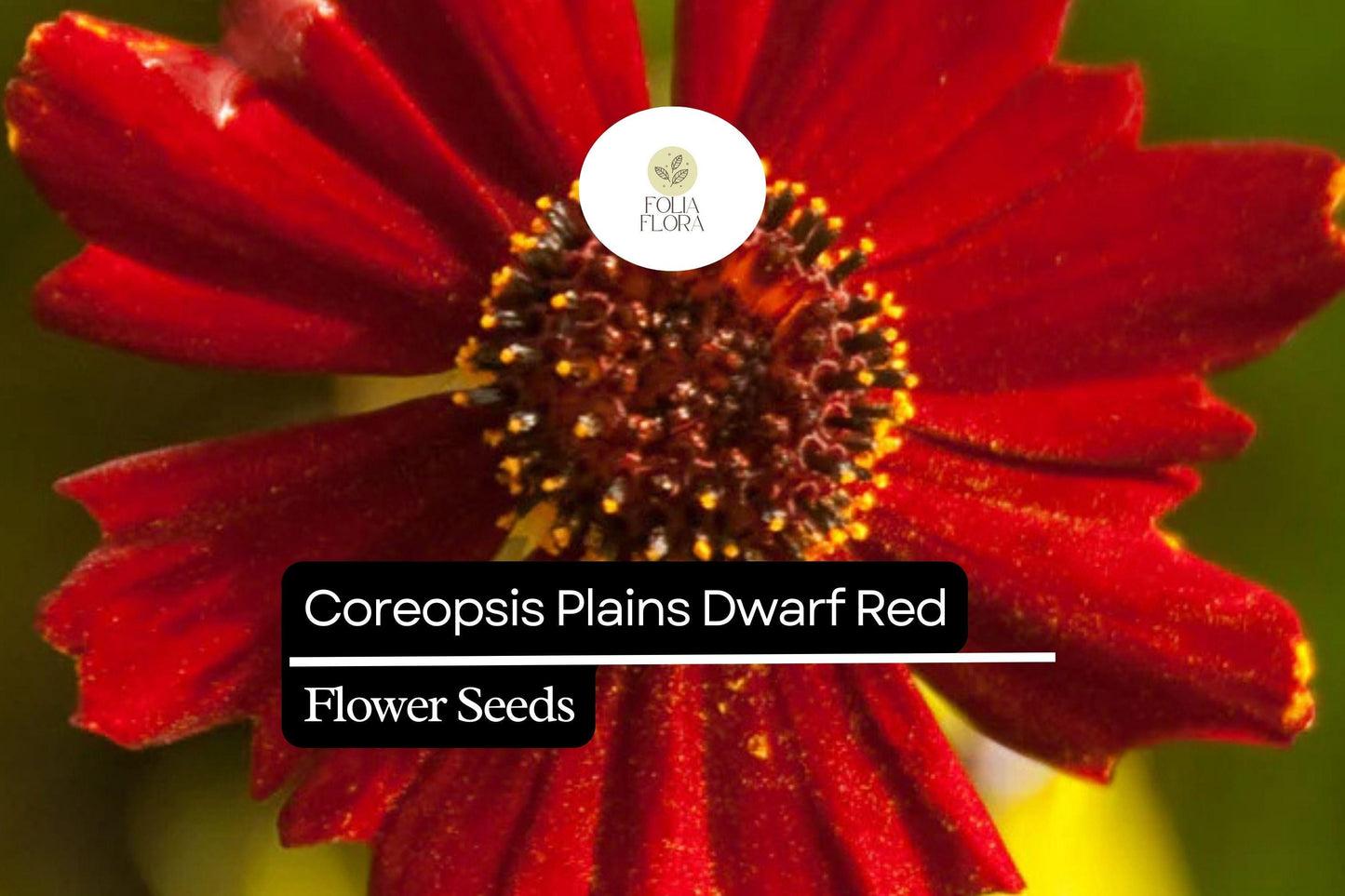 Dwarf Red Coreopsis Seeds | Wildflower, Annual, Pollinator-Friendly, Coreopsis tinctoria