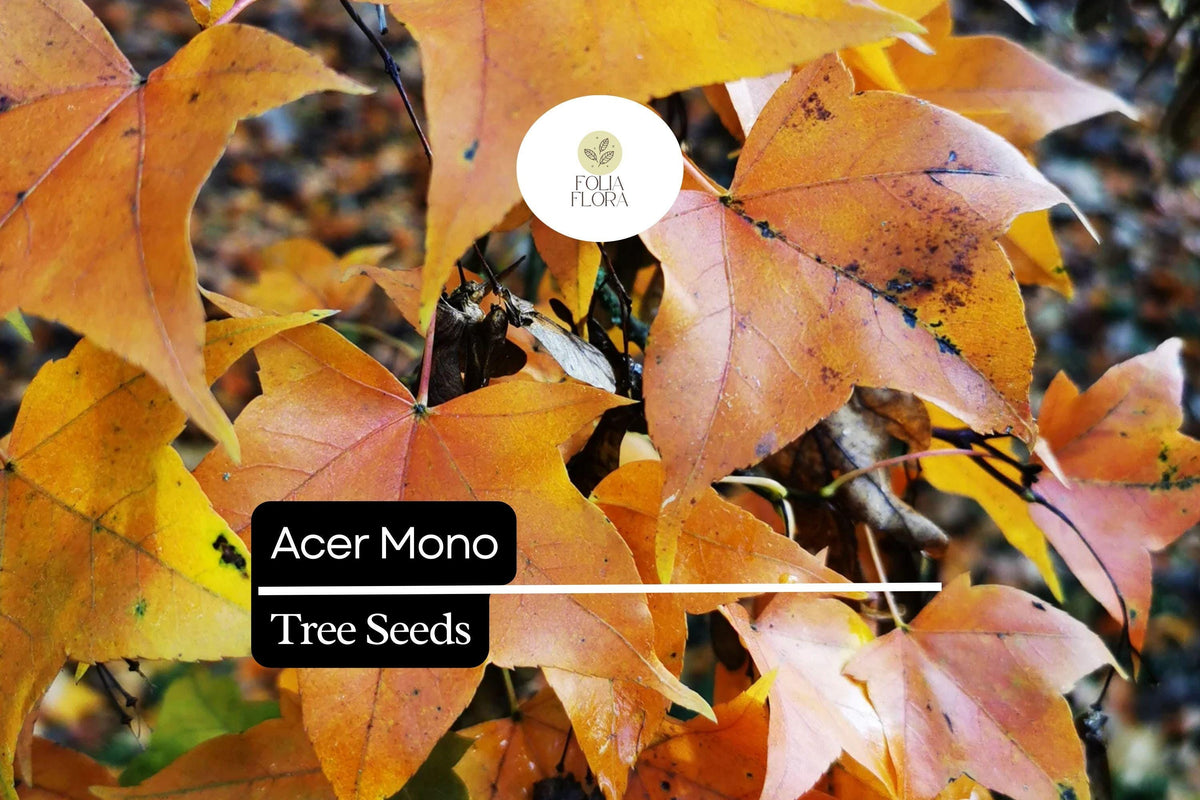 Acer Mono Seeds - Painted Maple Tree with Vibrant Fall Foliage, Deciduous, Hardy, Wildlife-Friendly, Acer mono
