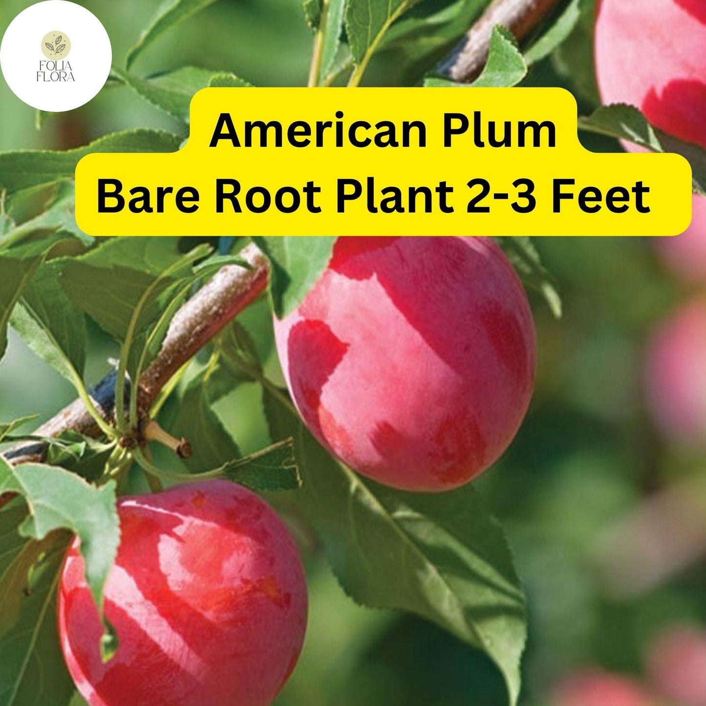 American Plum Tree Bare Root Plant – Edible Tart Fruit, White Blossoms, Prunus americana