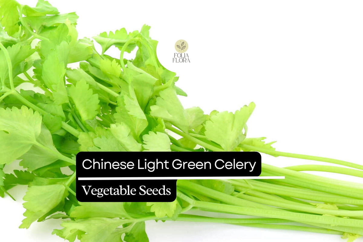 Chinese Light Green Celery Seeds – Heirloom Apium graveolens, Tender Crisp Stalks, Mild Flavor, Full Sun, 500 Seeds