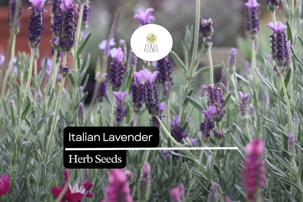 50 Italian Lavender Seeds – Lavandula stoechas, Fragrant Purple Herb for Pollinator Gardens, Borders & Containers