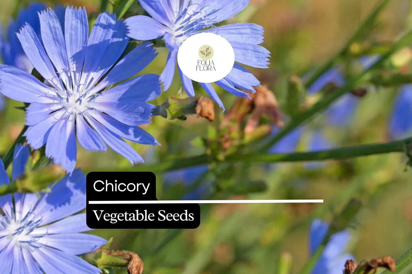 6000 Chicory Seeds Cichorium Intybus Heirloom Edible Greens & Roots Pollinator-Friendly