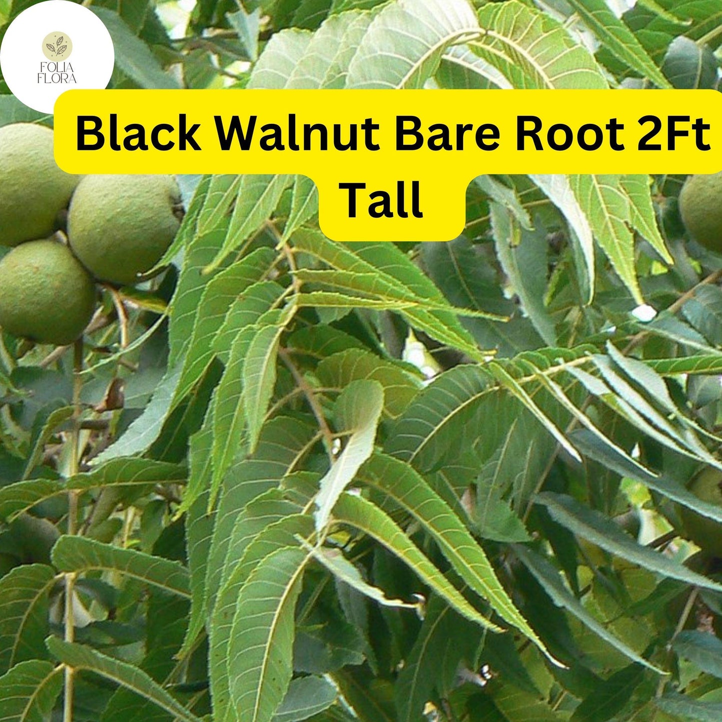 Black Walnut Tree Saplings 2ft Juglans nigra Nut-Producing Bare Root Plants for Landscaping & Nut Harvest