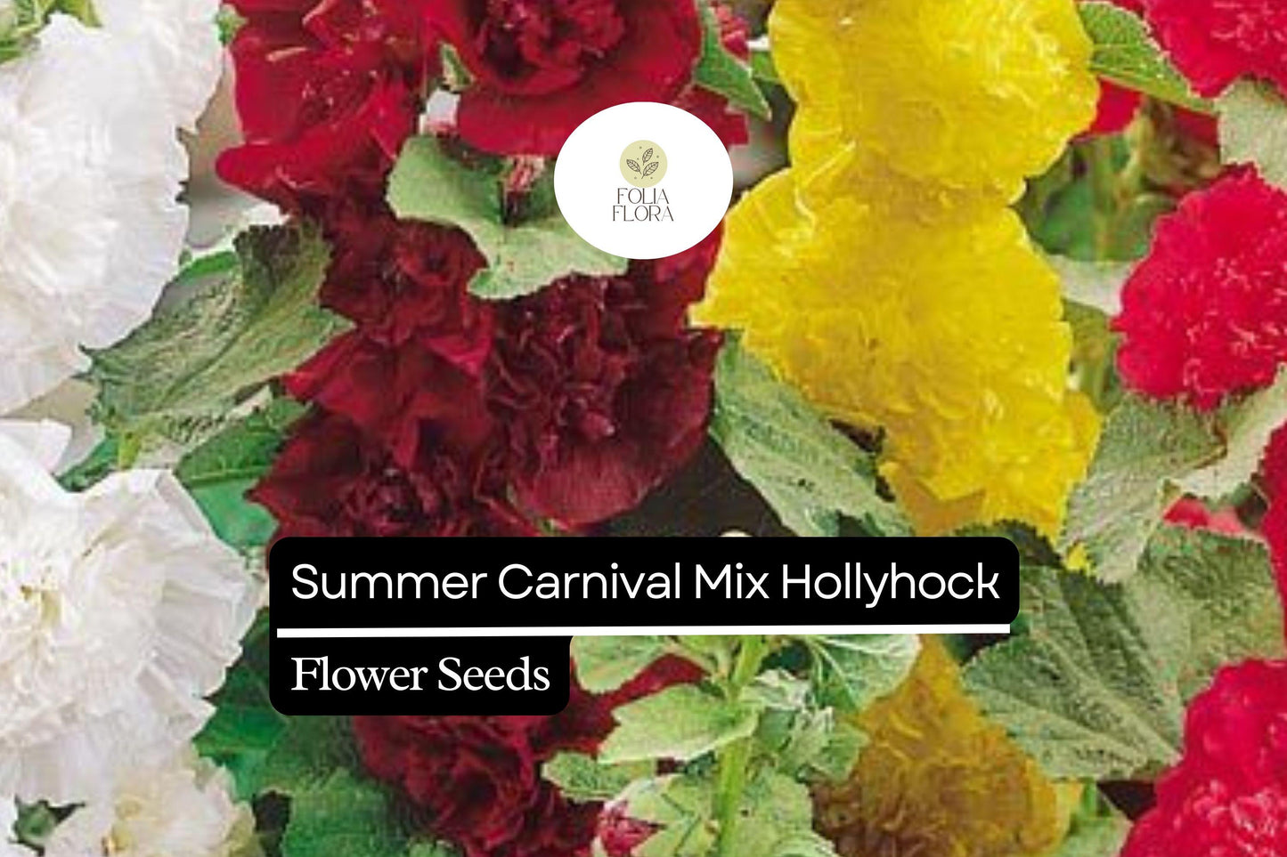 Summer Carnival Hollyhock Seeds – Mix of Red, Pink, Yellow, White, Double Blooms, Cottage Garden, Alcea rosea